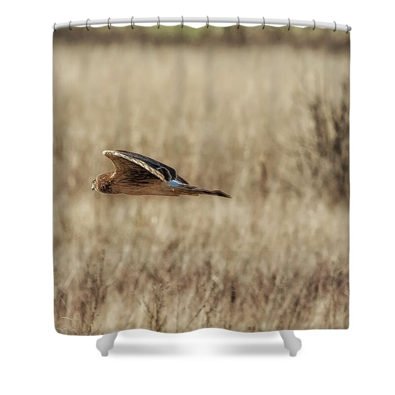 Northern Harrier Shower Curtain featuring the photograph Northern Harrier Hunting, No. 3 by Belinda Greb