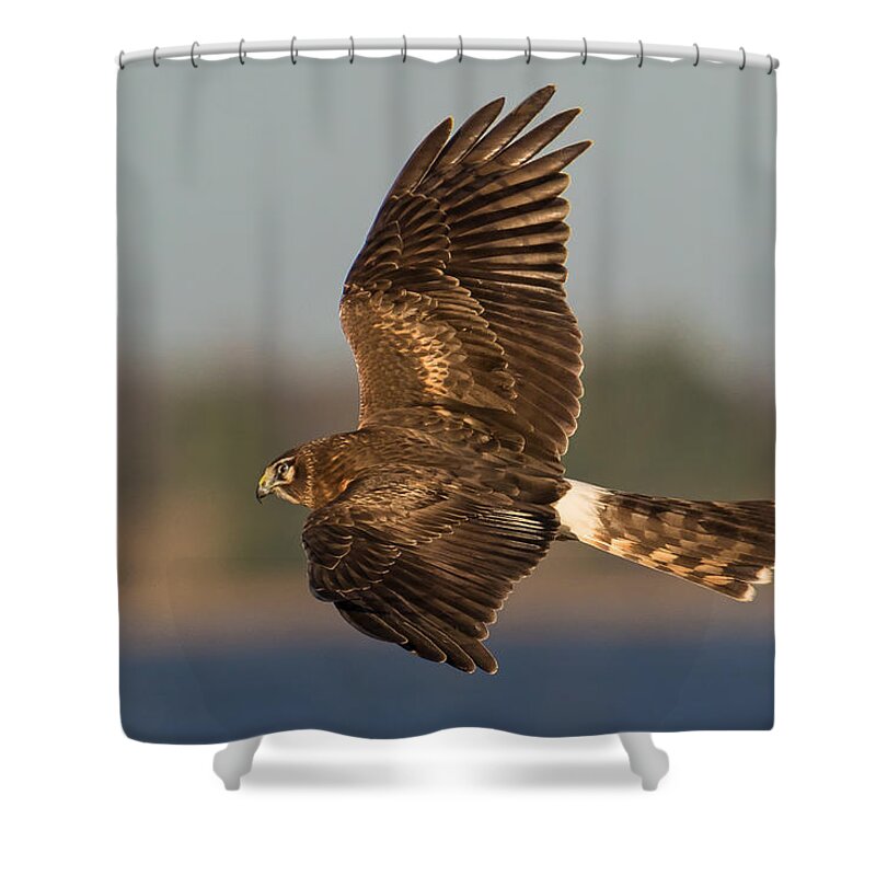 Circus Cyaneus Shower Curtain featuring the photograph Northern Harrier in Flight by Kevin Giannini