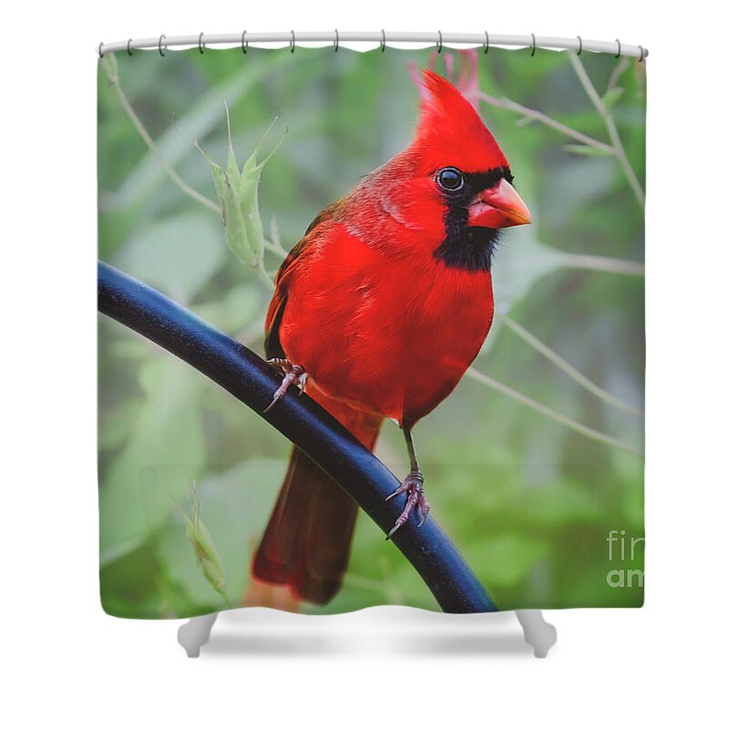 Northern Cardinal Shower Curtain featuring the photograph Northern Male Red Cardinal Bird by Peggy Franz