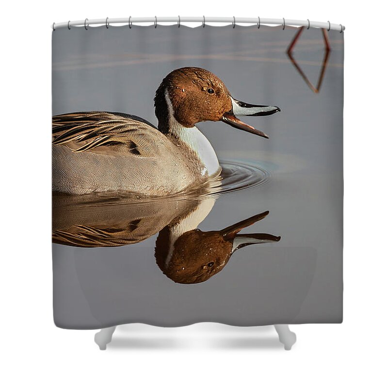 Mark Miller Photos Shower Curtain featuring the photograph Northern Pintail Reflection by Mark Miller