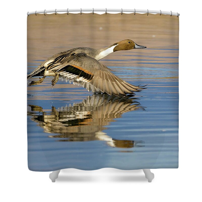 Northern Pintails Shower Curtain featuring the photograph Northern Pintail with reflection by Judi Dressler