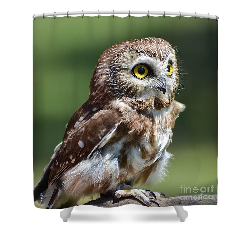 Owl Shower Curtain featuring the photograph Northern Saw Whet Owl by Amy Porter