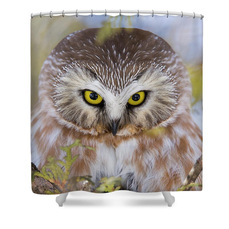Northern Saw-whet Owl Shower Curtain featuring the photograph Northern Saw-whet Owl Portrait by Mircea Costina Photography