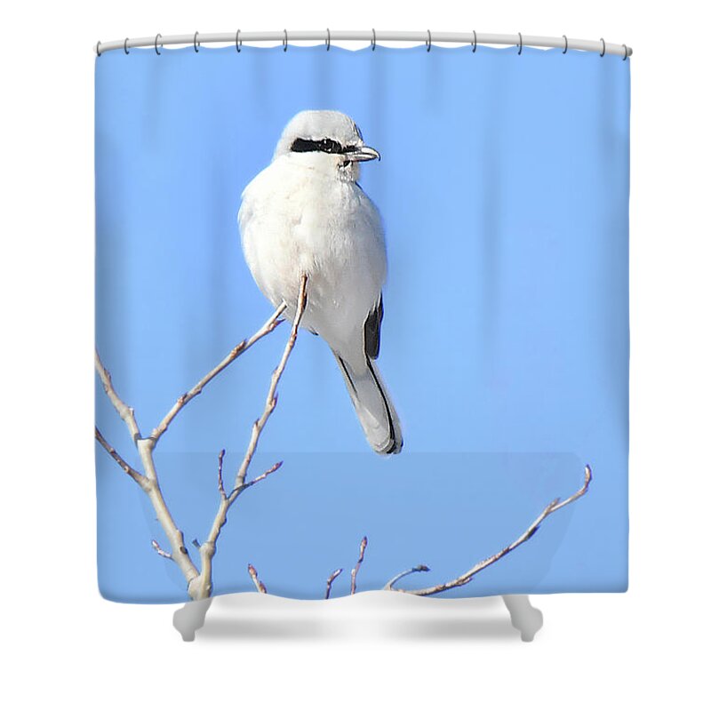 Bird Shower Curtain featuring the photograph Northern Shrike by Alan Lenk