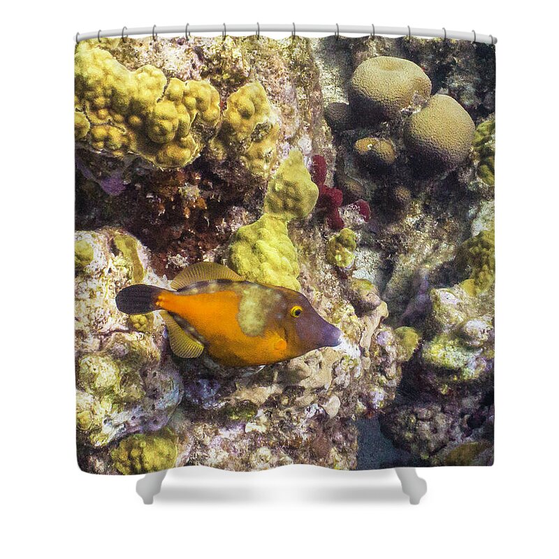 Ocean Shower Curtain featuring the photograph Not A Clown by Lynne Browne