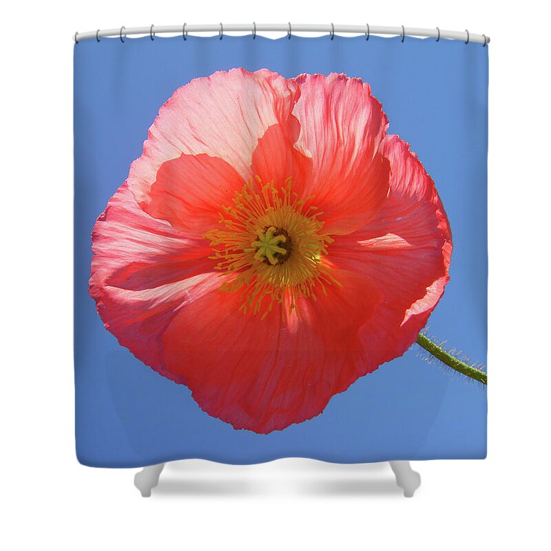 Poppy Shower Curtain featuring the photograph Nothing But Blue Skies by Donna Blackhall