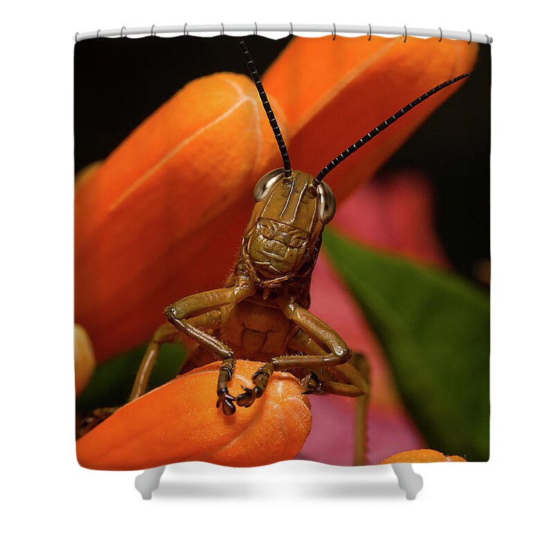 Grasshoppers Shower Curtain featuring the photograph Now Lets Pray 666. by Kevin Chippindall