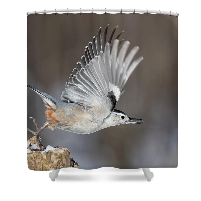 Nuthatch Shower Curtain featuring the photograph Nuthatch in Action by Mircea Costina Photography
