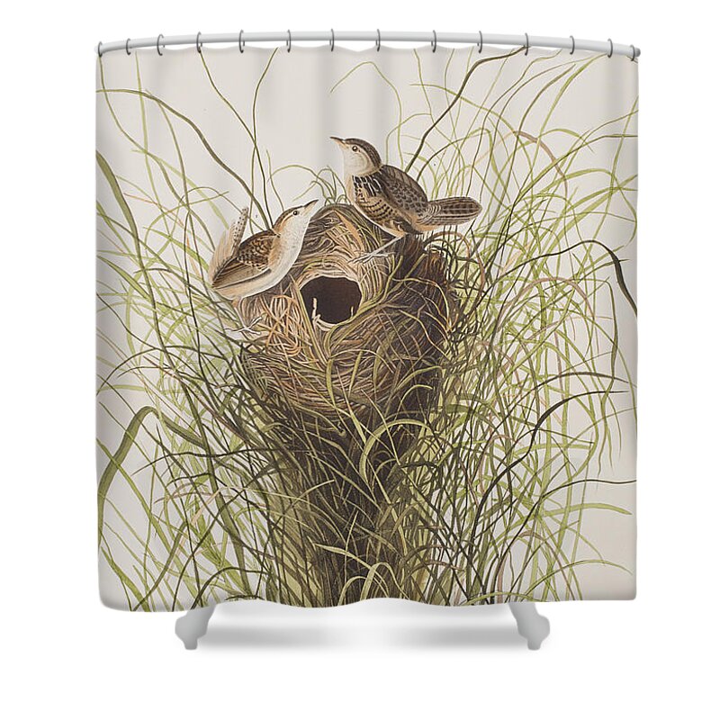 Wren Shower Curtain featuring the painting Nuttall's lesser-marsh Wren by John James Audubon