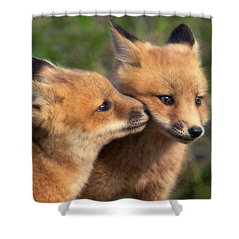 Fox Shower Curtain featuring the photograph Nuzzle by Art Cole