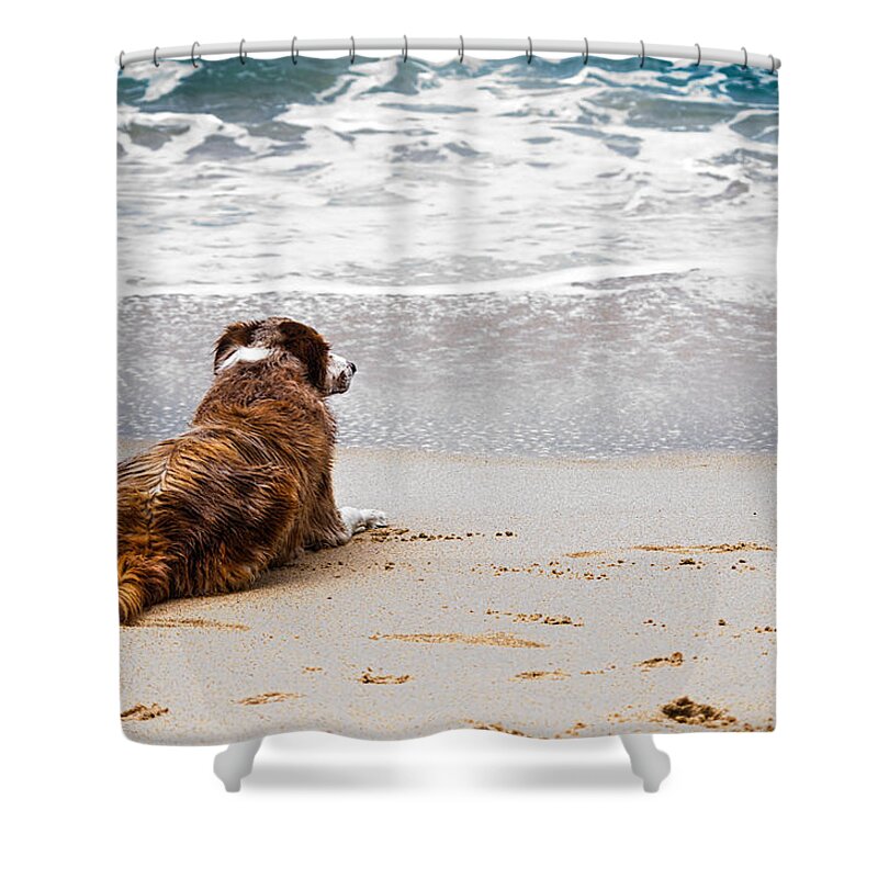 Dog Shower Curtain featuring the photograph Ocean View by Kevin Duke