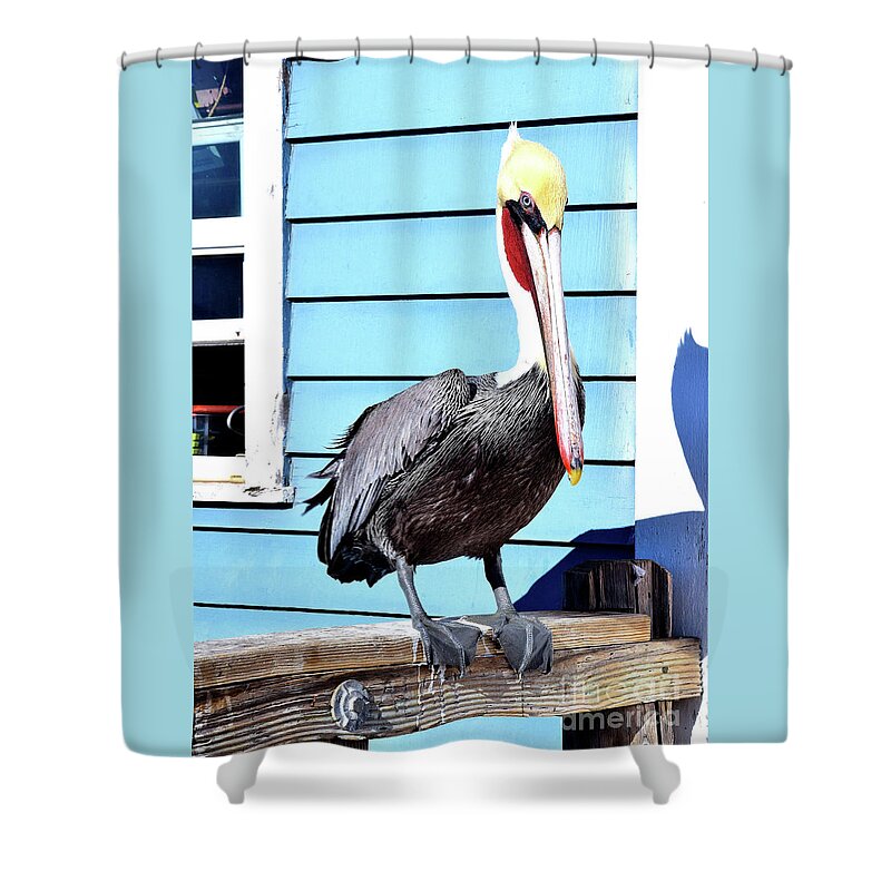Hao Aiken Shower Curtain featuring the photograph Oceanside Pelican by Hao Aiken