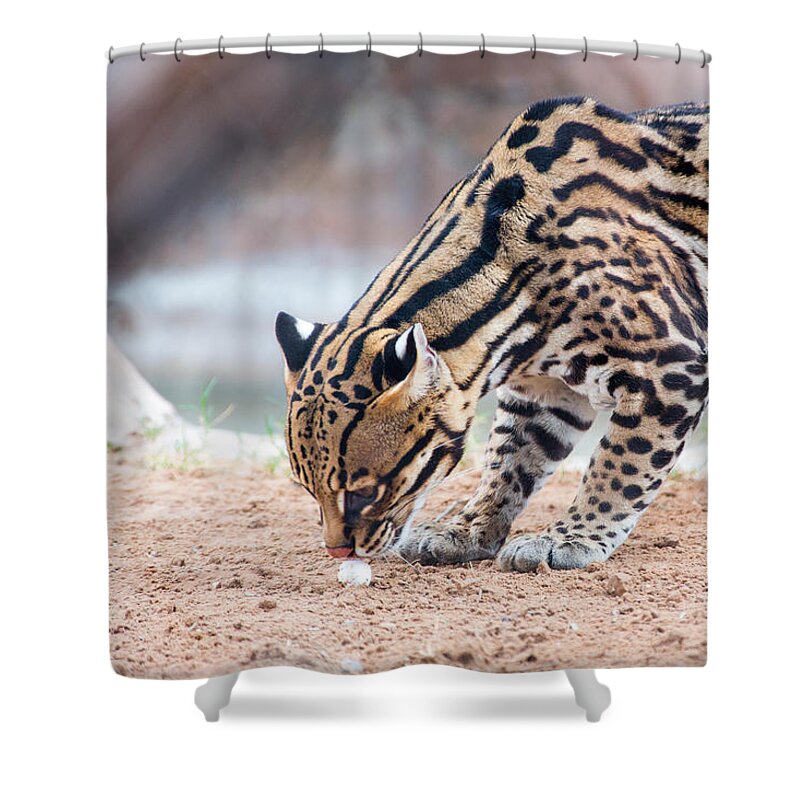 El Paso Shower Curtain featuring the photograph Ocelot and Egg by SR Green