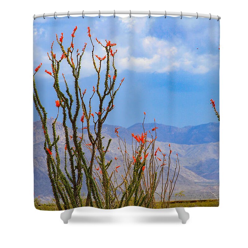 Bonnie Follett Shower Curtain featuring the photograph Ocotillo Cactus with Mountains and Sky by Bonnie Follett