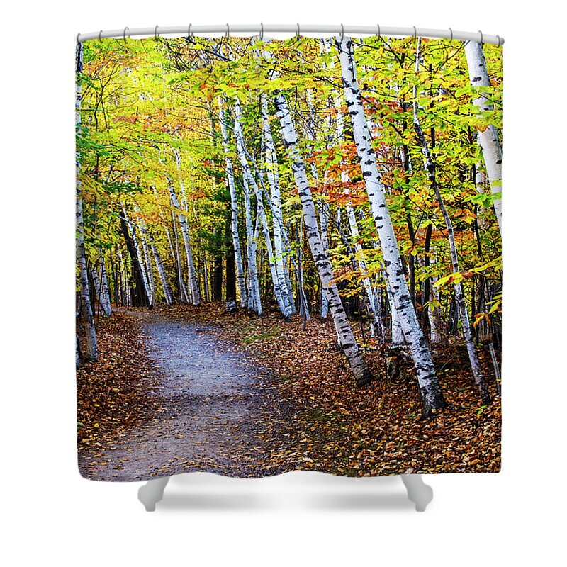 Autumn Shower Curtain featuring the photograph October Birch Forest by Mircea Costina Photography