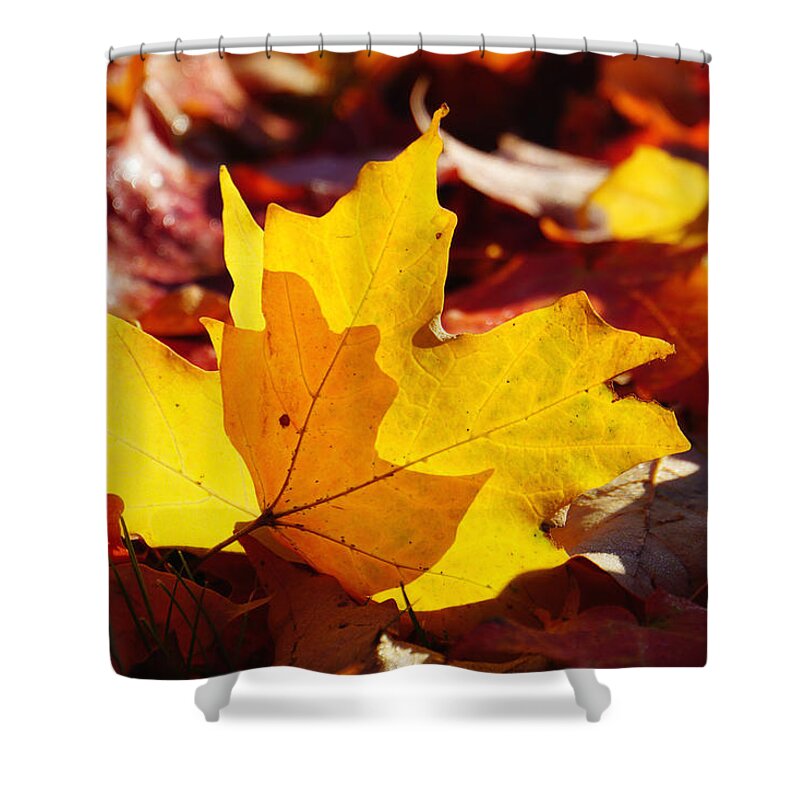 Of Light And Leaves Shower Curtain featuring the photograph Of Light and Leaves too by Rachel Cohen
