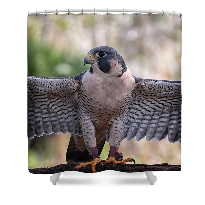 Florida Shower Curtain featuring the photograph Okeeheelee Nature Center - Tundra the Peregrine Falcon - Wings Up by Ronald Reid