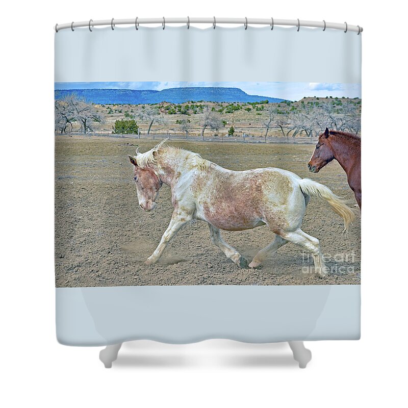 Horse Shower Curtain featuring the photograph Old Mare by Debby Pueschel