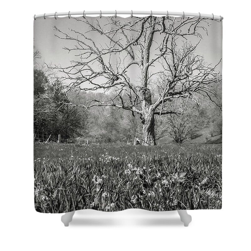 5dmkiv Shower Curtain featuring the photograph Old Oak by Mark Mille