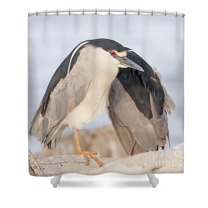 Night Heron Shower Curtain featuring the photograph Old Red Eye Night Heron by Nikki Vig