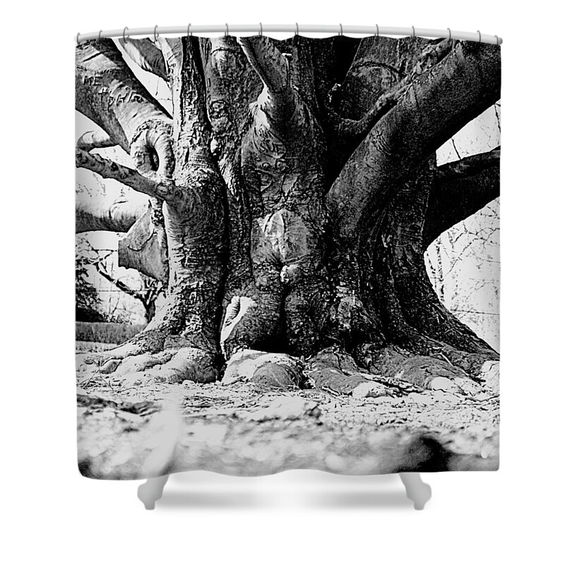 Tree Shower Curtain featuring the photograph Old Tree Ground Up by Jean Macaluso