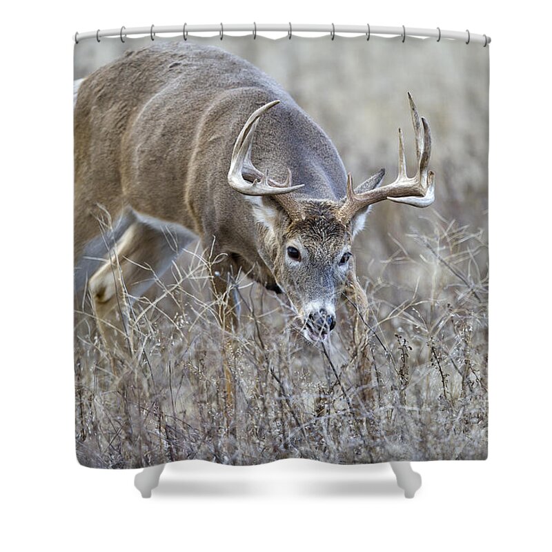 Deer Shower Curtain featuring the photograph Old Warrior by Douglas Kikendall