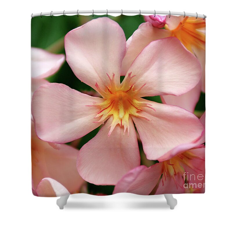 Oleander Shower Curtain featuring the photograph Oleander Dr. Ragioneri 1 by Wilhelm Hufnagl