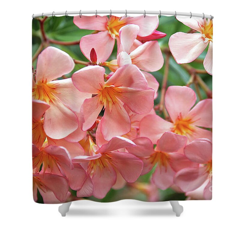 Oleander Shower Curtain featuring the photograph Oleander Dr. Ragioneri 5 by Wilhelm Hufnagl