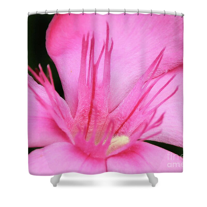 Oleander Shower Curtain featuring the photograph Oleander Professor Parlatore 3 by Wilhelm Hufnagl