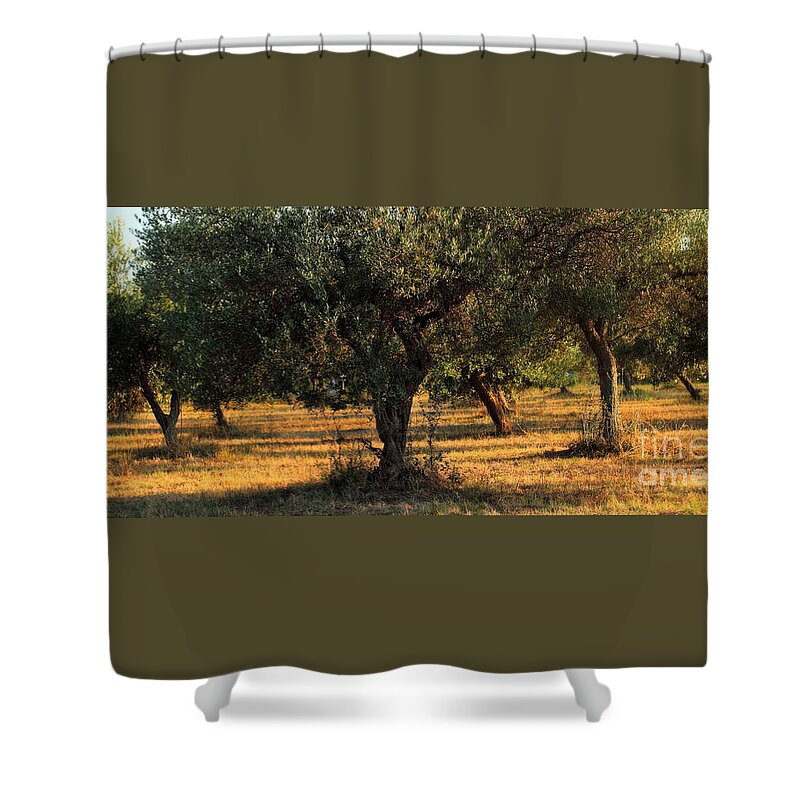 Symbol Shower Curtain featuring the photograph Olive Grove 3 by Angela Rath