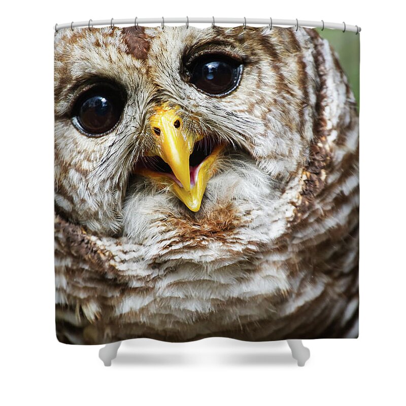 Nature Shower Curtain featuring the photograph Oliver Owl by Arthur Dodd