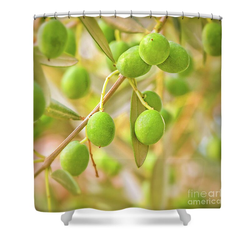 Olive Tree Shower Curtain featuring the photograph Olives by Delphimages Photo Creations