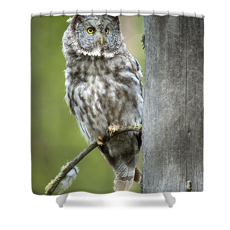 Great Gray Owl Shower Curtain featuring the photograph On A Dead Snag by Aaron Whittemore