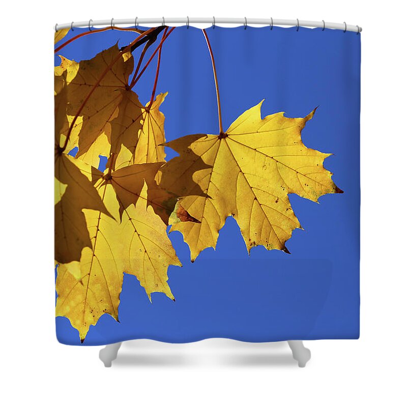 Fall Shower Curtain featuring the photograph On a Fall Day 1 by Mary Bedy