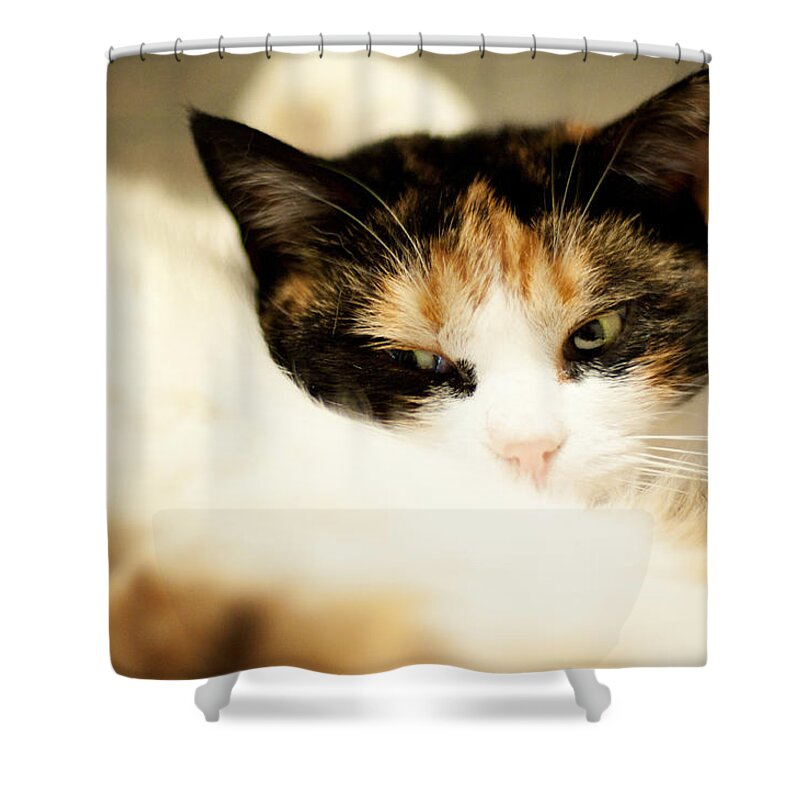 Cat Shower Curtain featuring the photograph On a furry pillow by Laura Melis