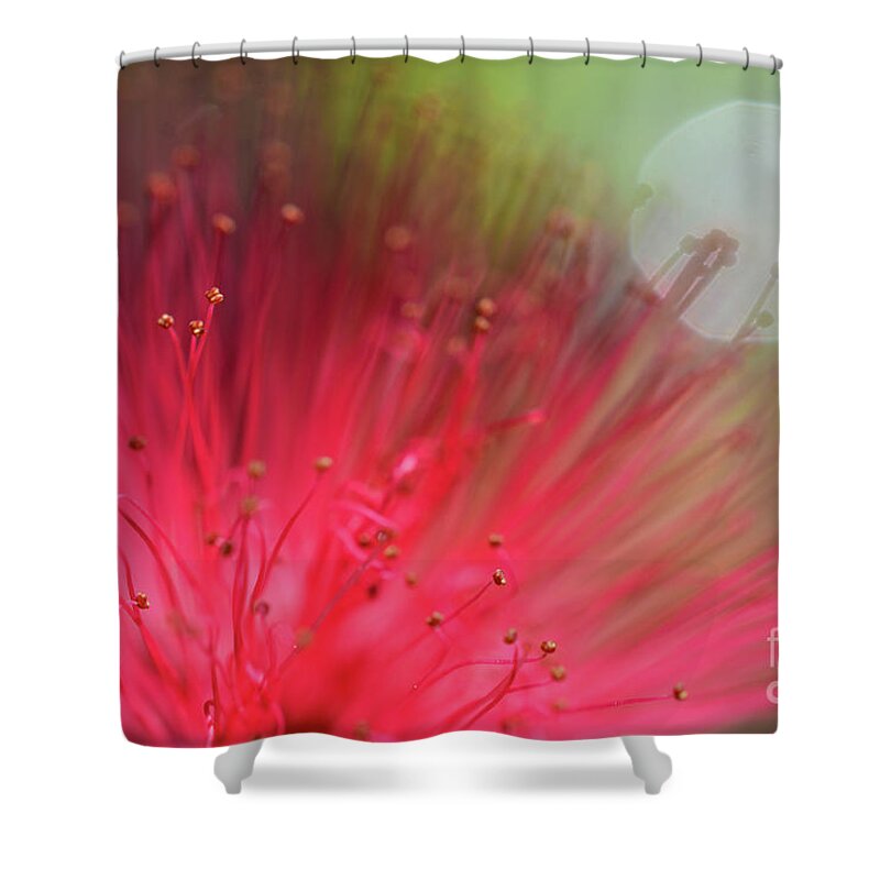 Powderpuff Shower Curtain featuring the photograph On Planet Powder Puff by Lisa Kilby