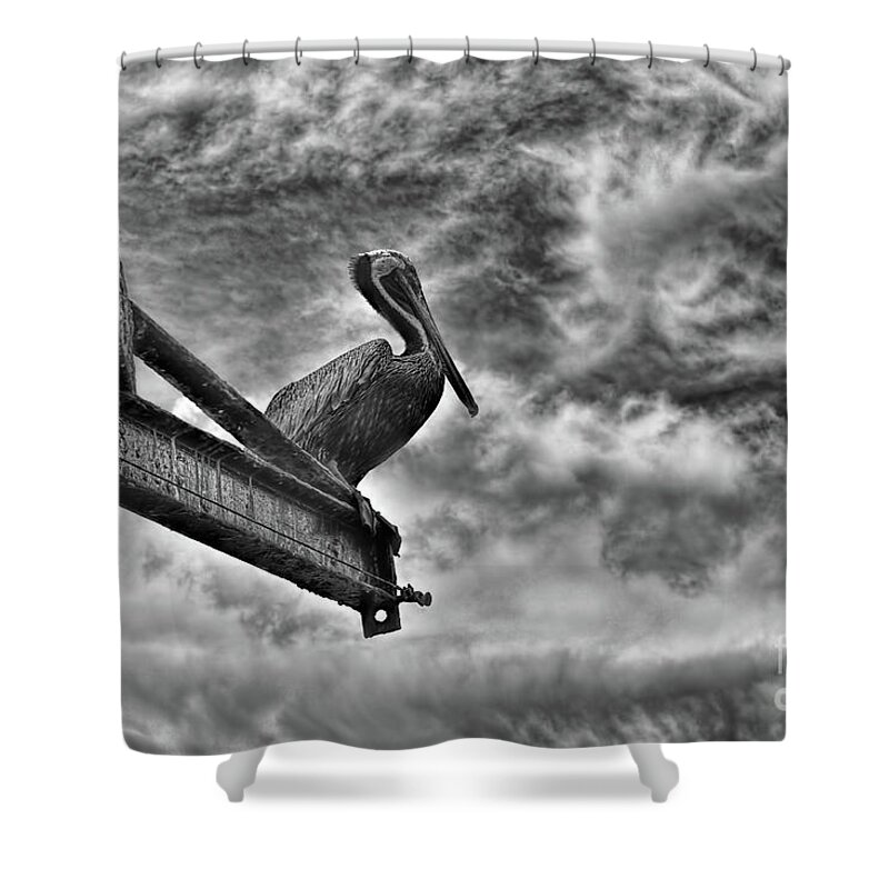Pelican Shower Curtain featuring the photograph On The Eve Of A Storm by Olga Hamilton