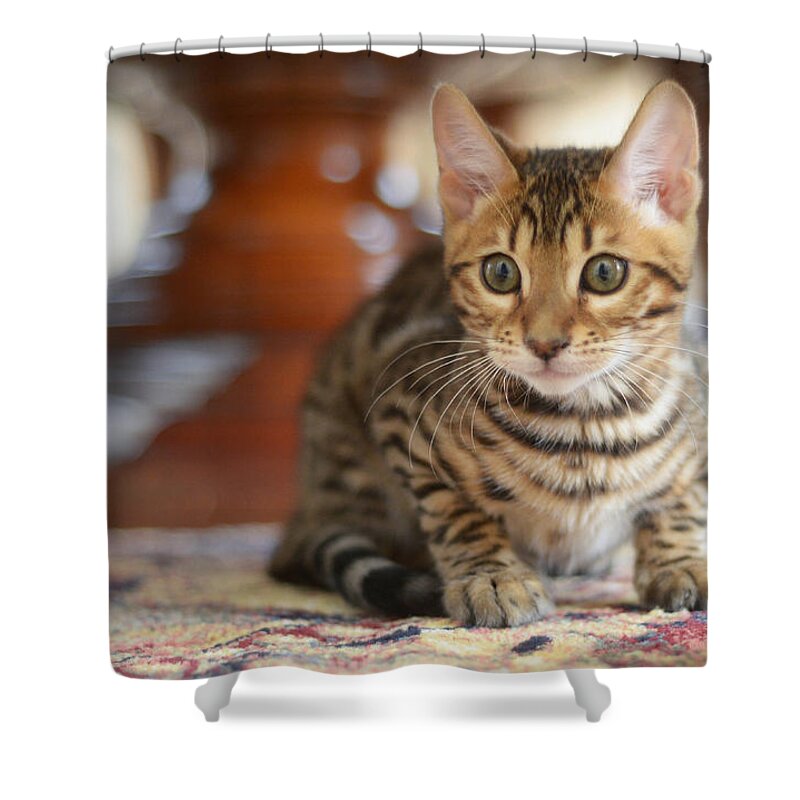 Kittens Shower Curtain featuring the photograph On the Prowl by Craig Incardone