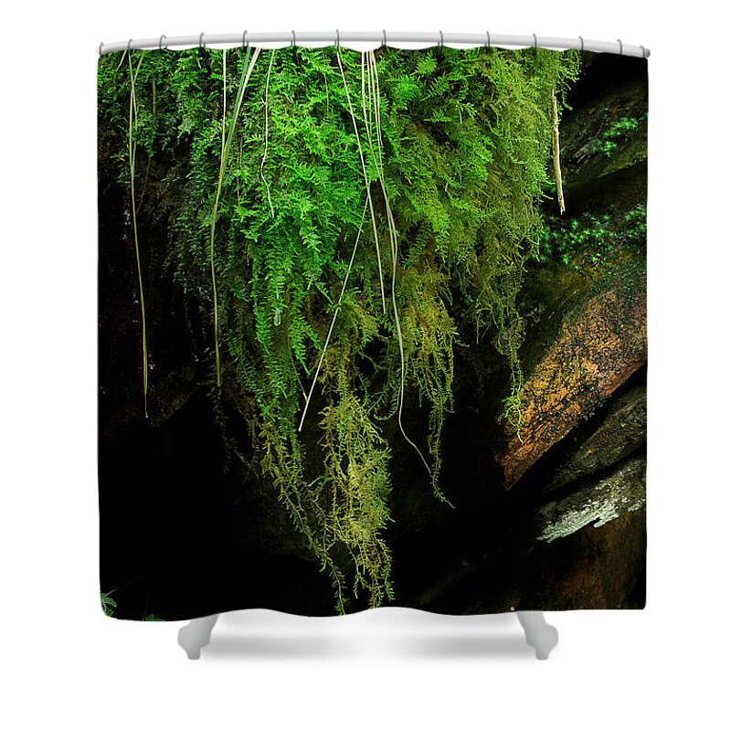 Moss Shower Curtain featuring the photograph On The Rock Wall by Mike Eingle