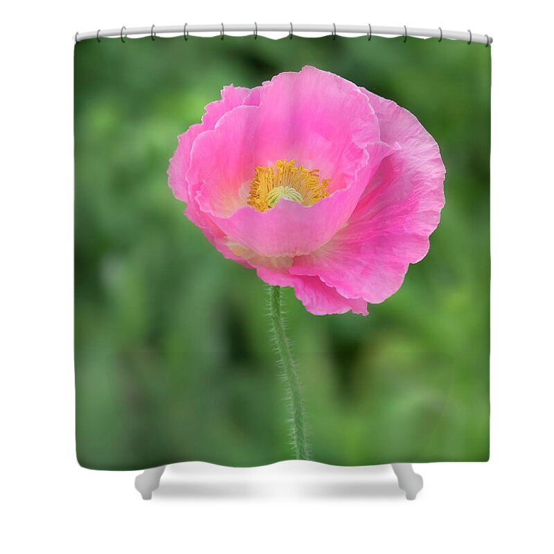 Poppy Shower Curtain featuring the photograph On the runway. by Usha Peddamatham