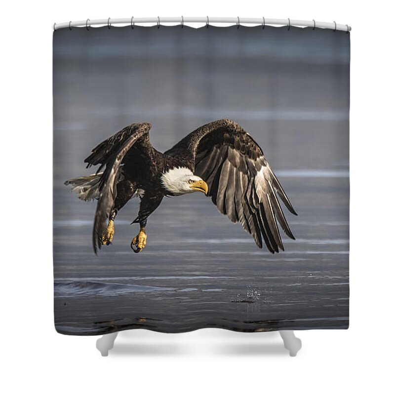 On The Wing Shower Curtain featuring the photograph On The Wing by Mitch Shindelbower