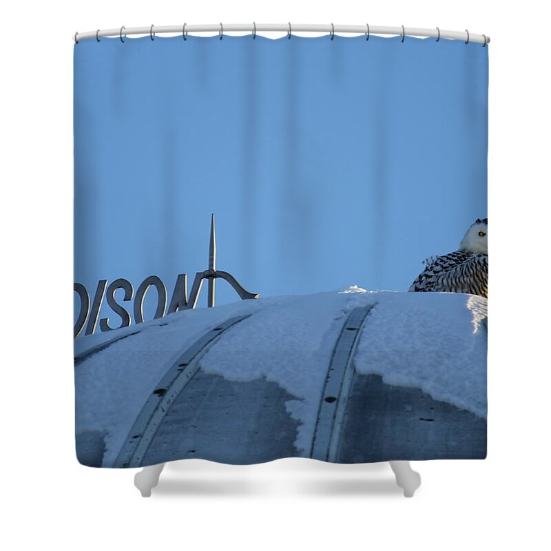 Snowy Owl Shower Curtain featuring the photograph On Top Of Ol Madison by Brook Burling
