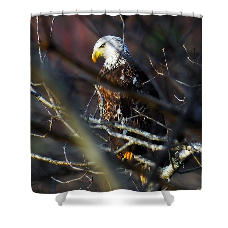 Eagle Shower Curtain featuring the photograph On Watch by Chuck Brown