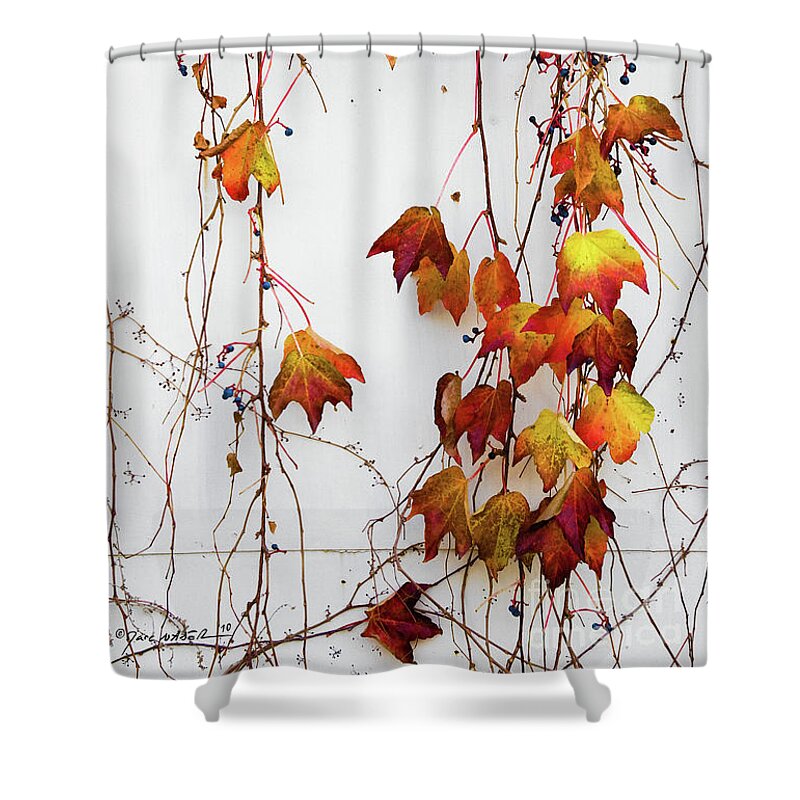 Photography Shower Curtain featuring the photograph Once Upon A Dangling Ivy by Marc Nader