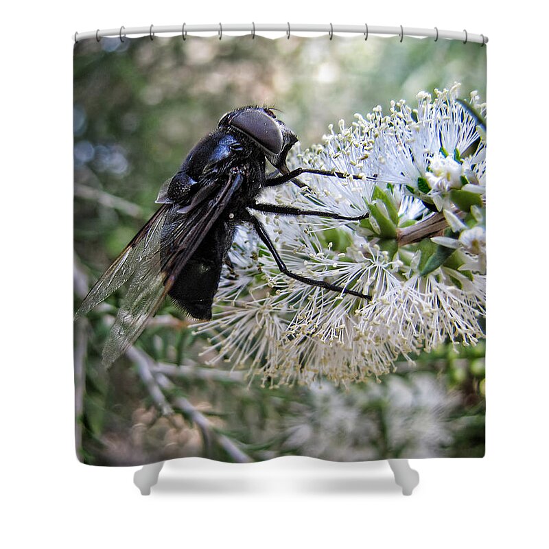 Fly Shower Curtain featuring the photograph One Damn BIG Fly by Helaine Cummins