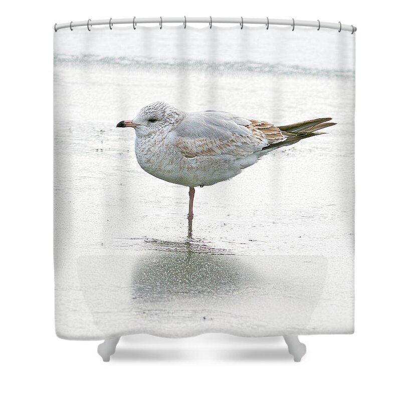 Gull Shower Curtain featuring the photograph One Leg is Better than Two..... by Jim Zablotny