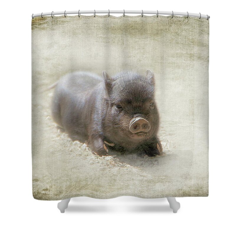 Pig Shower Curtain featuring the photograph One Little Piggy by Marilyn Wilson