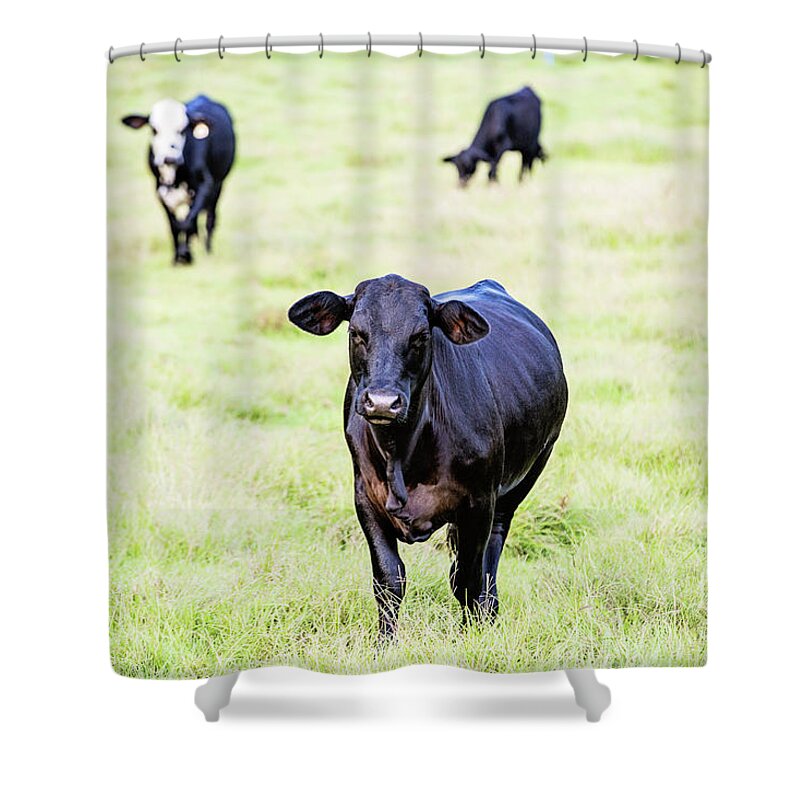Cattle Shower Curtain featuring the photograph One of the Boys by Scott Pellegrin