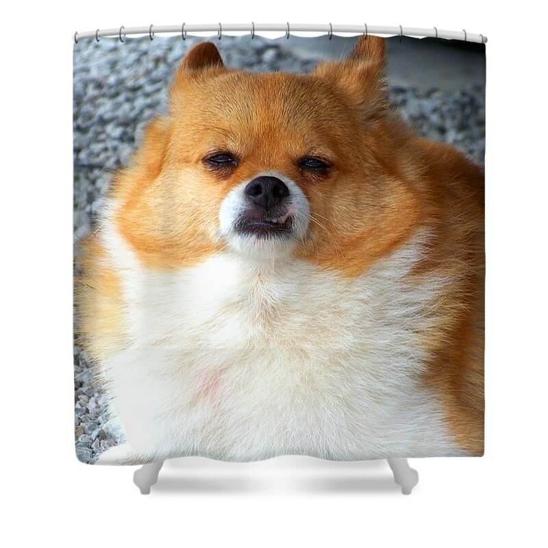 Dog Shower Curtain featuring the photograph One of Those Days by Jai Johnson