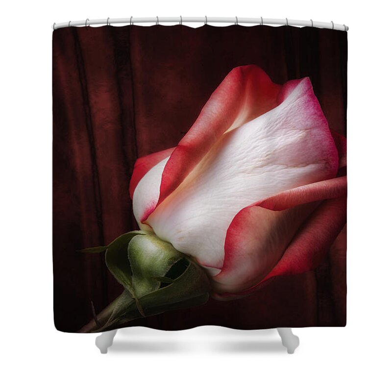 Art Shower Curtain featuring the photograph One Red Rose Still Life by Tom Mc Nemar